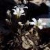 Flor