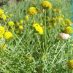 Imagen en el campo