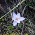 Flor
