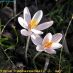 Flor 2