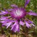 Flor