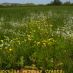 Imagen en el campo