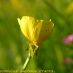Flor