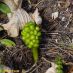 Fruto