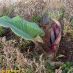 Imagen en el campo