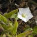 Flor 2
