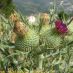 Inflorescencia