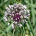 Inflorescencia