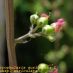 Fruto