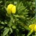Flor