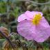 Flor