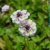 Flor 2