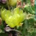 Flor