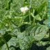 Flor