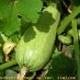 Fruto
