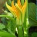 Flor
