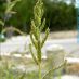 Inflorescencia