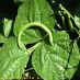 Fruto