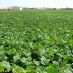 Imagen en el campo