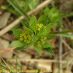 Inflorescencia