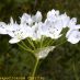 Inflorescencia