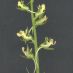 Detalle inflorescencia