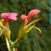 Flor