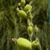 Fruto