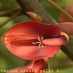 Flor