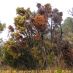 Imagen en el campo 2
