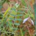 Imagen de campo