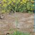 Imagen de campo
