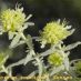 Inflorescencia