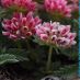 Detalle flor