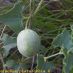 Fruto