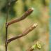 Inflorescencia
