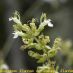 Inflorescencia