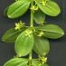 Inflorescencia