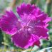 Flor