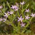 Inflorescencia