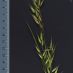 Inflorescencia