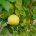 Fruto