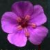 Flor