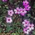 Flores2