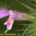 Flor