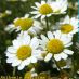 Flores 2