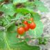 Frutos