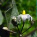 Flor