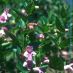 Imagen en el campo