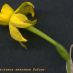 Flor